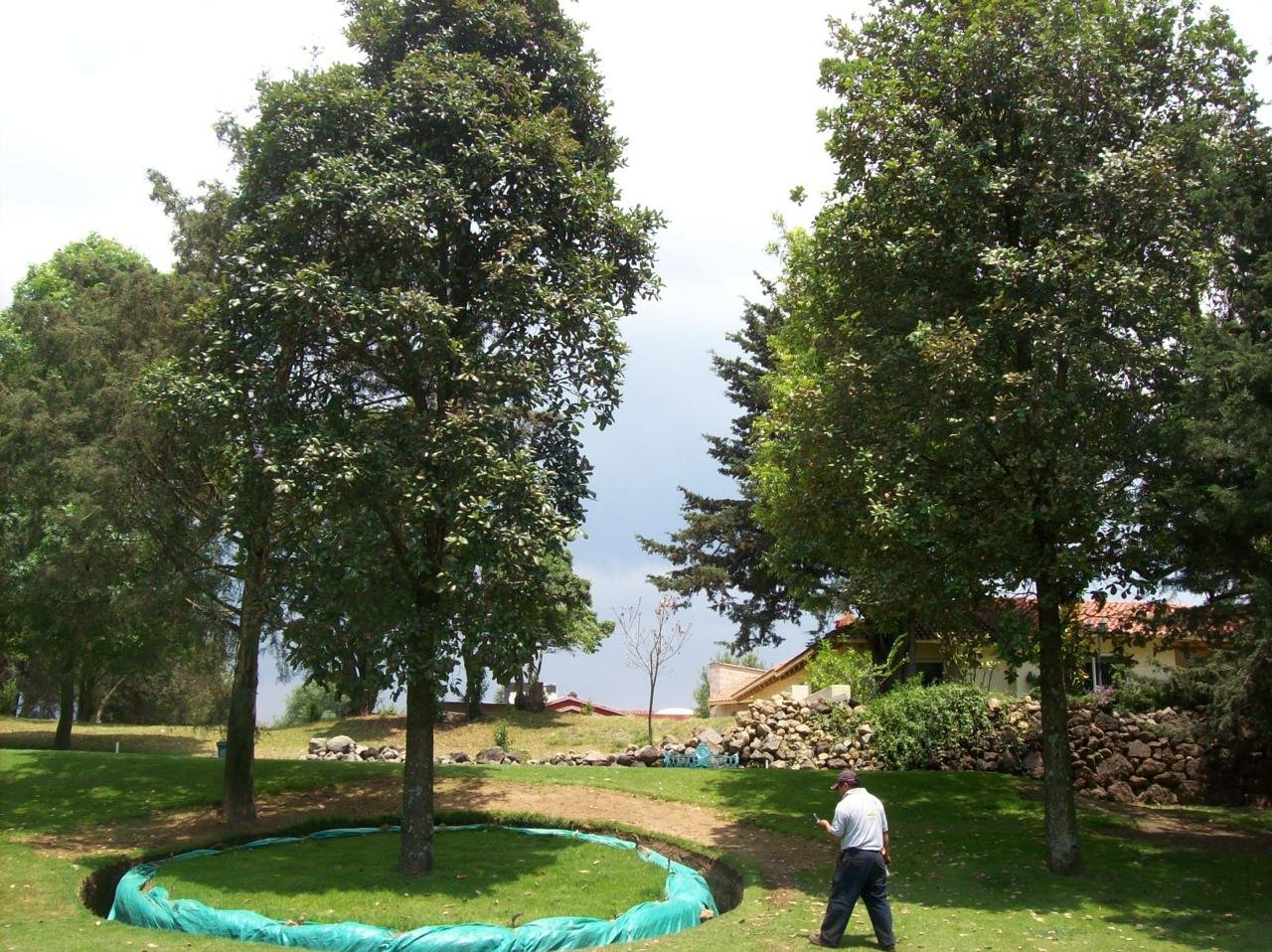 Banqueos a árboles.