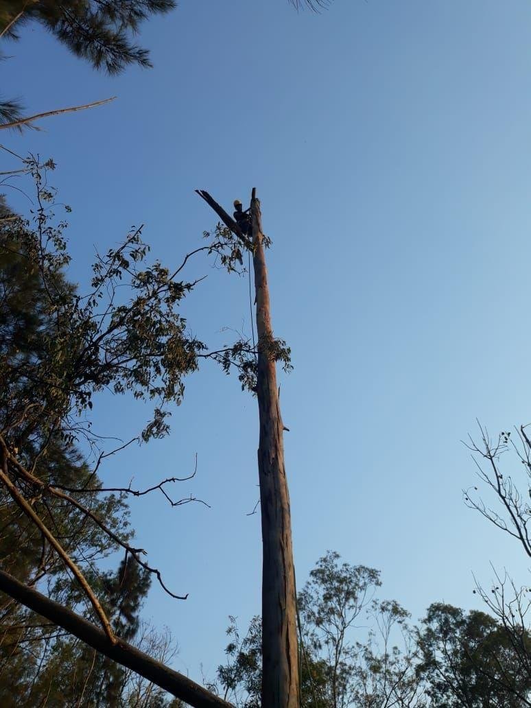 Podas y derribos.