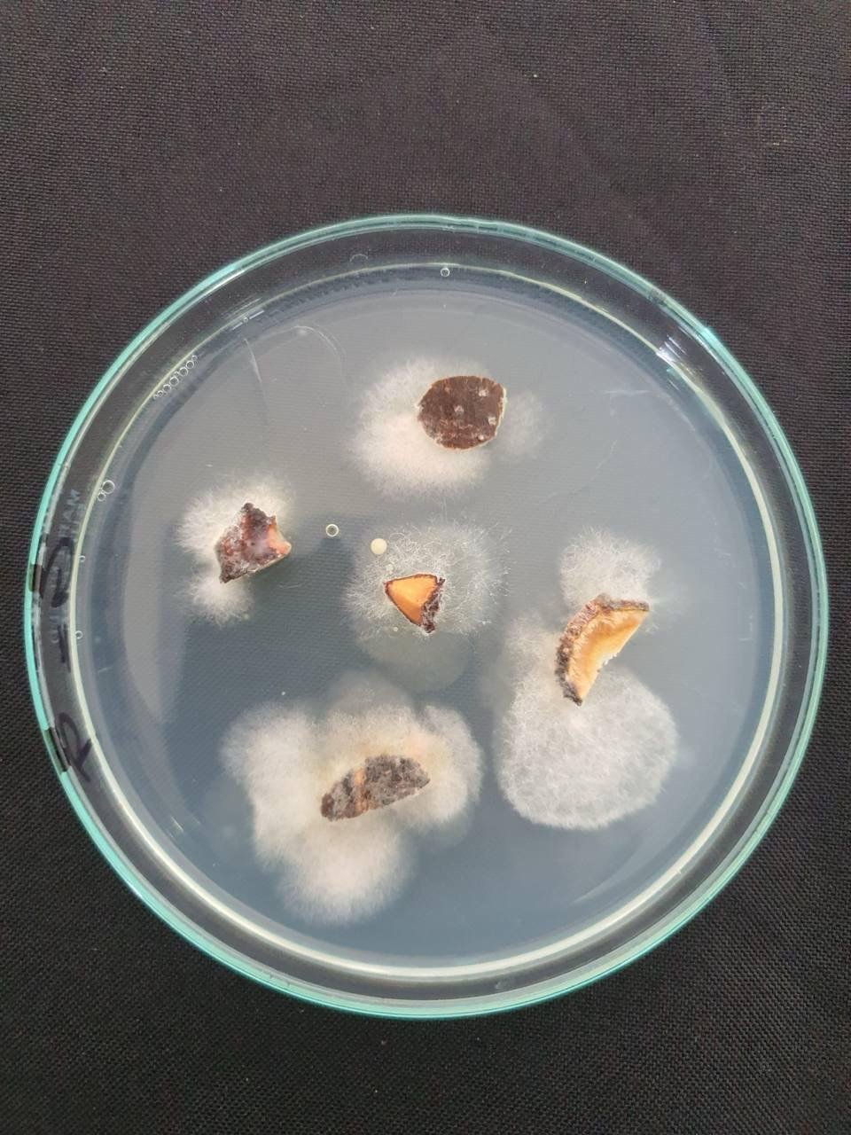 Estudios: Fitopatológicos, fertilización y de nutrición a materia vegetal, raíz y suelo.