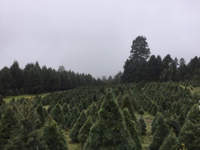 Asesoría a plantaciones comerciales.